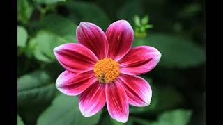 Dairy Music ,Relaxing Music24L7,Stress Relief Music,Meditation , Sleep ,Yoga ,Zen,Study Musics