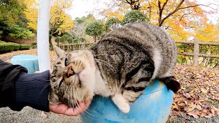ゴツい体でピーピーと甘えてくる野良猫が可愛すぎる