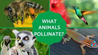 10 Animals Crucial for Pollination