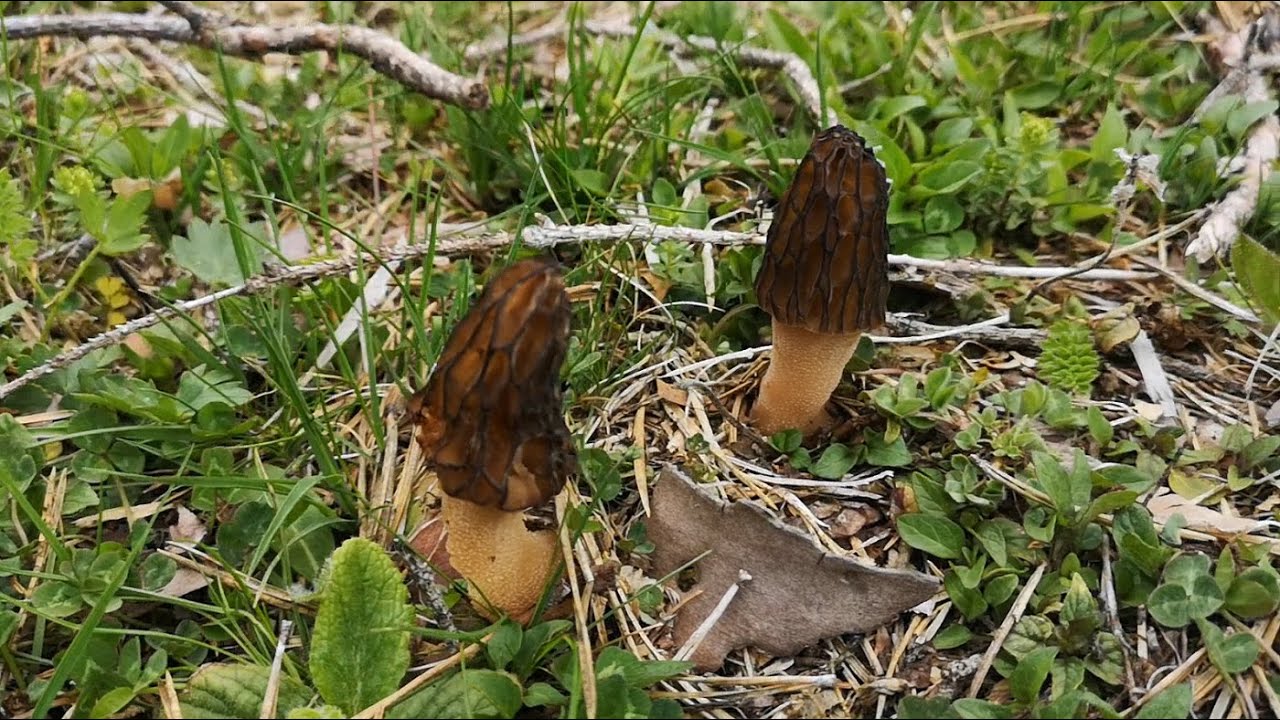 Бране на Смръчкули около язовир Широка поляна
