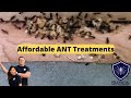 Affordable and Effective Ant Treatments