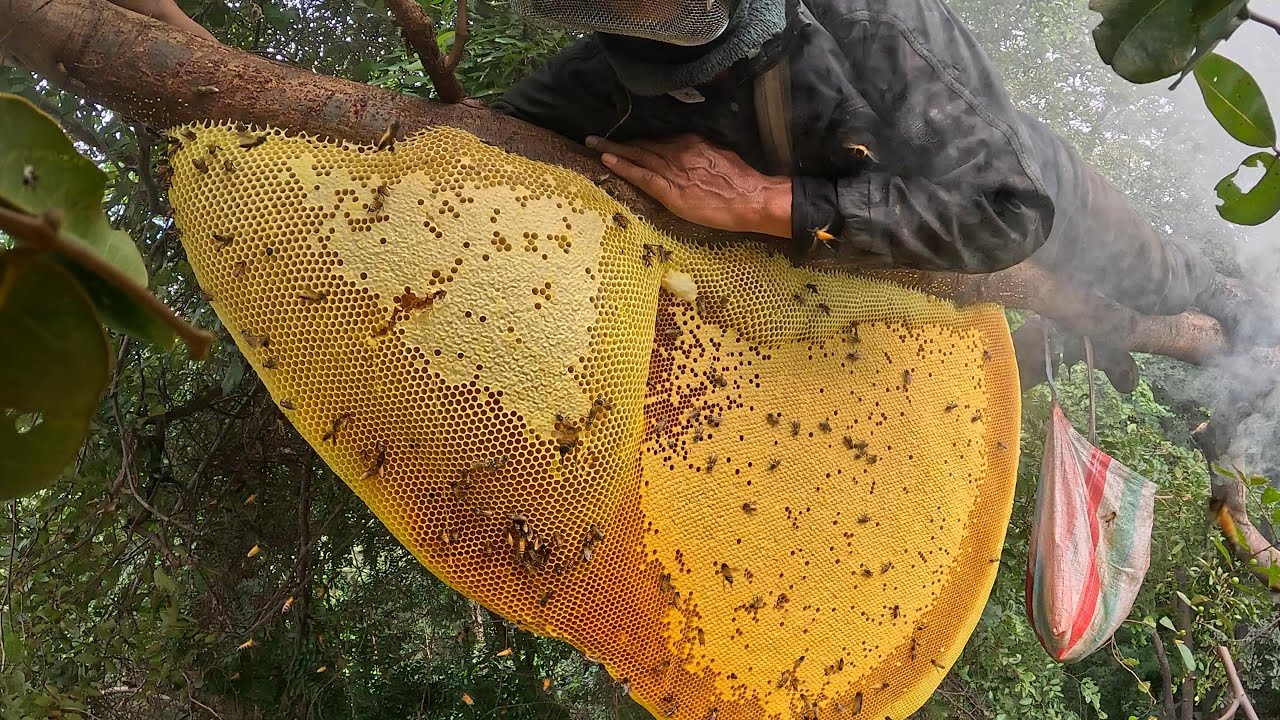 หัวน้ำหวานรังนี้12กิโลมีอยู่จริงช่วงนี้ เคยเห็นแต่มีเดือน5  |  พรานหมึก คนตีผึ้ง