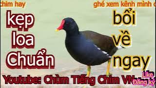 Tiếng chim trích ré chuẩn nhất hiện nay, bổi về đá banh loa!!