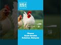 Lagu Ayam Serama dari #Malaysia menjiplak Lagu #minang Ayam Den Lapeh #sumaterabarat #indonesia ?