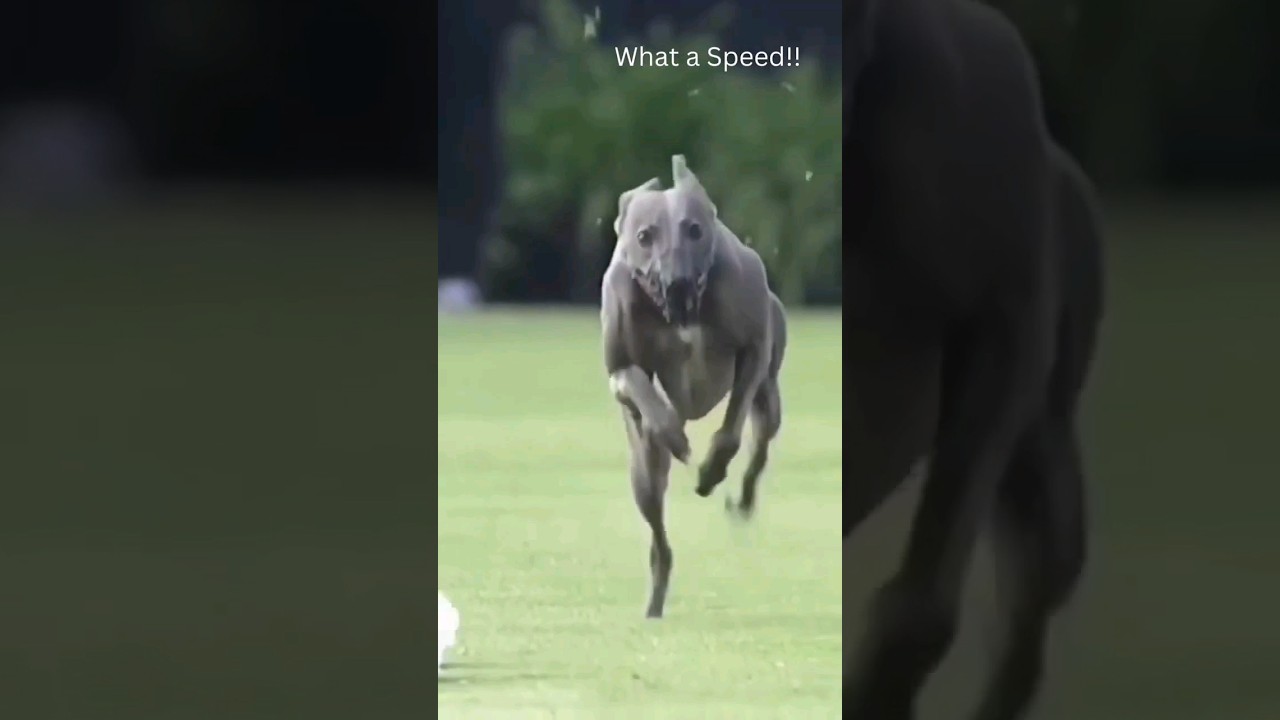 Greyhound Running Slow Motion/Greyhound Dog/Dog Race 