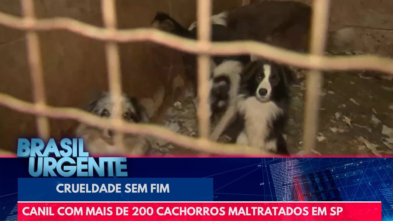 Canil clandestino é encontrado com mais de 200 cachorros maltratados | Brasil Urgente