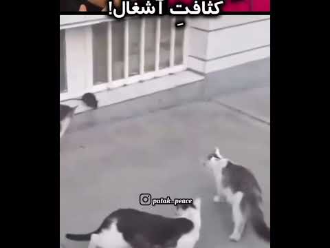 کثافت اشغال صد دفه گفتم اسم بابای منو نیاز بهترین صدا گذاری