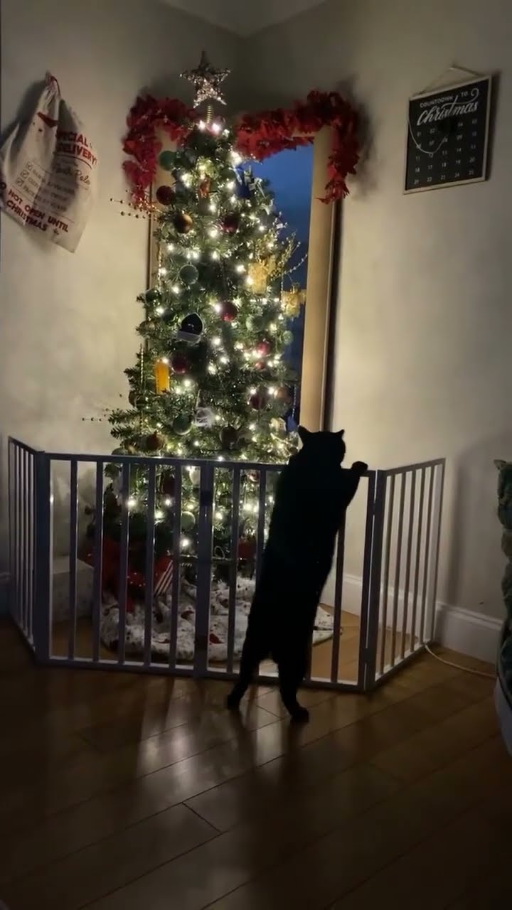 Très drôle le chat ??????????????????