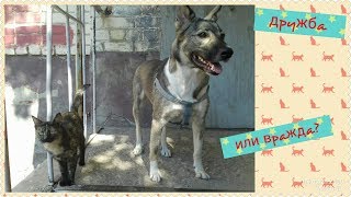 Бывает ли дружба у кошек с собаками?Is there friendship between cats and dogs? Бывает ли дружба у кошек с собаками?Is there friendship between cats and dogs?