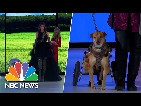 Video: 17 Dapper Dogs, kteří se na NYFW stali a vyhráli!