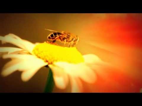 Вишні Українська народна пісня 