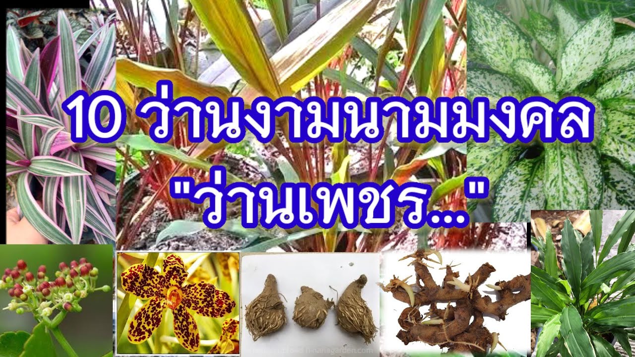 10 ว่าน นามมงคลว่า 