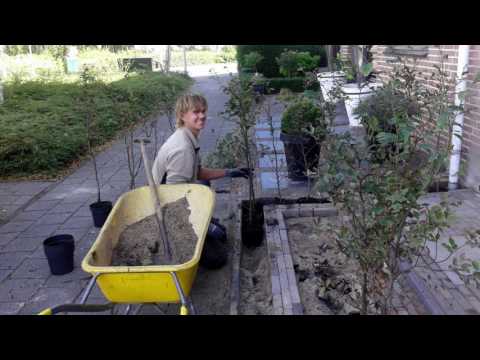 Hovenier Helpt - Voortuin in Hillegom