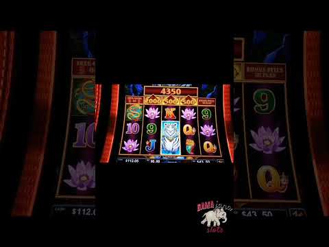 Experience the Thrill of Dragon Slots - Play Top Online Casino Games in English, Tailored for Australian Players