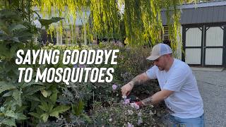 Finally Taking Care Of This Mosquito Problem, Now We Plant! 🦟