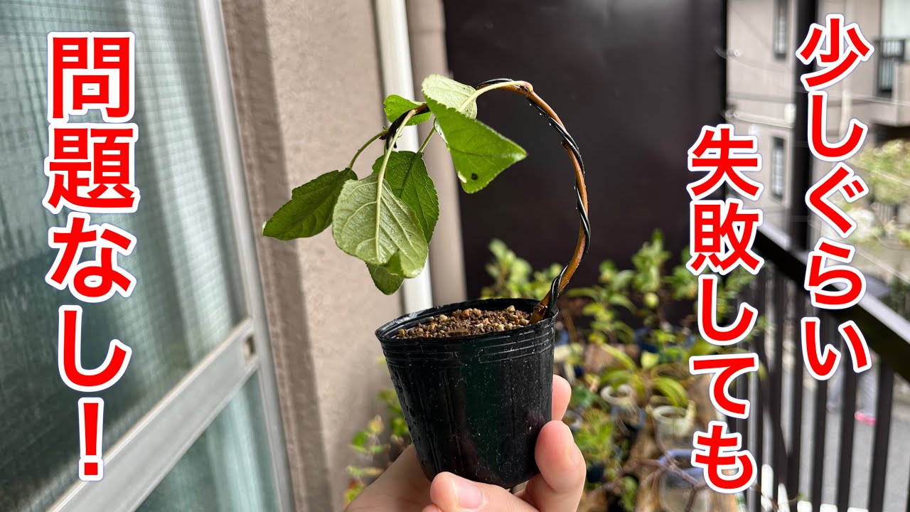 It's okay to fail! A mountain crabapple bonsai bent by Masanori