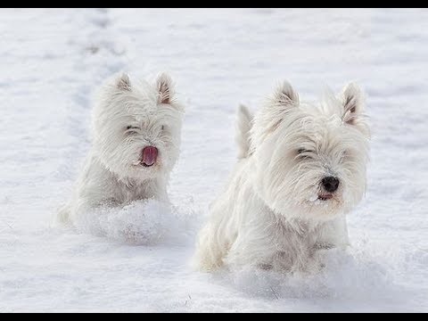 Video: West Highland Dawb Terrier Los Yog Westie Aub Yug Tsiaj Hypoallergenic, Noj Qab Haus Huv Thiab Lub Neej Span