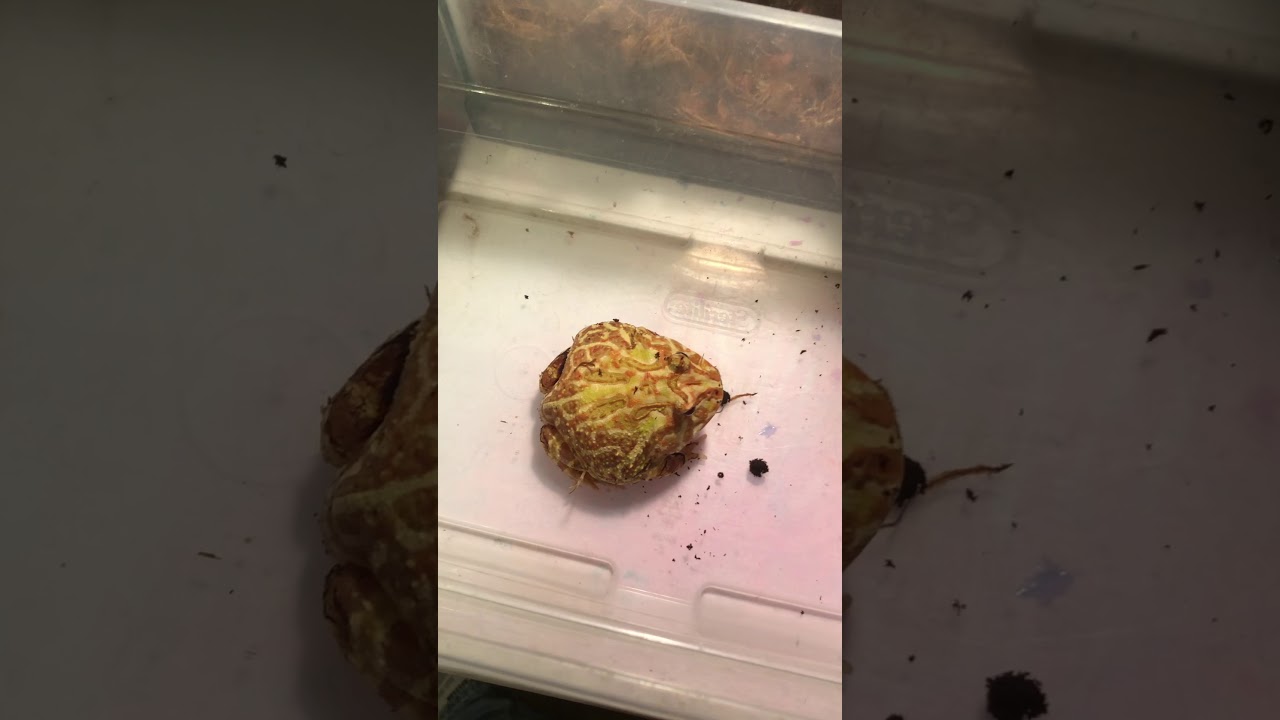 Lava the PacMan frog eating worm YouTube