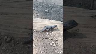 A “Blue-Belly” western fence lizard scurries along the trail stairs. #americanwildlife #lizard #pnw