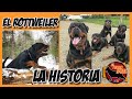 El Rottweiler y El Origen de la Raza