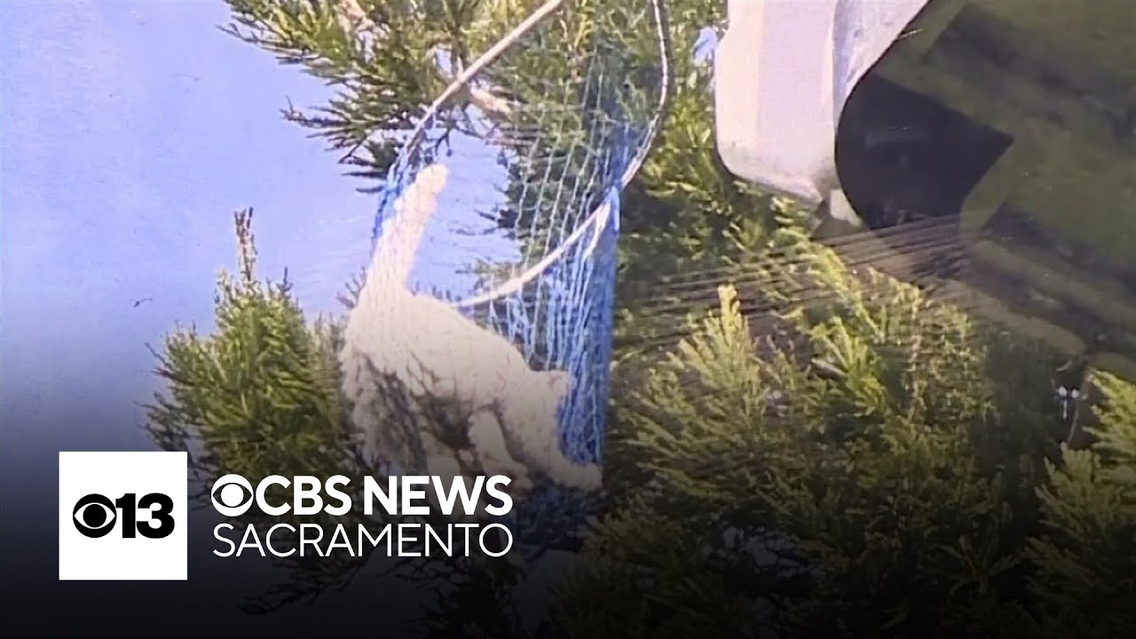 Vacaville neighbors rescue cat stuck in tree for several days - YouTube