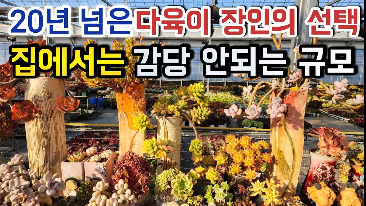 다육이 인생 20년, 이 정도면 전시관! l 고가 화분에 심긴 대품 다육이들 l #신쌤의다다육선(多肉植物, succulent, たにくしょくぶつ)