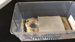 Baby Kingsnake Handling Update