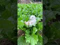 so cute funny rabbit 🐇🐰 | #shorts #rabbit #shortsfeed #vrial #viral