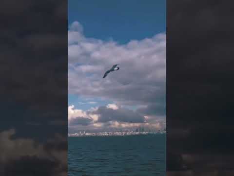 بدون موسيقى بناقصه مصطفى حجاج اصيل هميم مصطفى حجاج