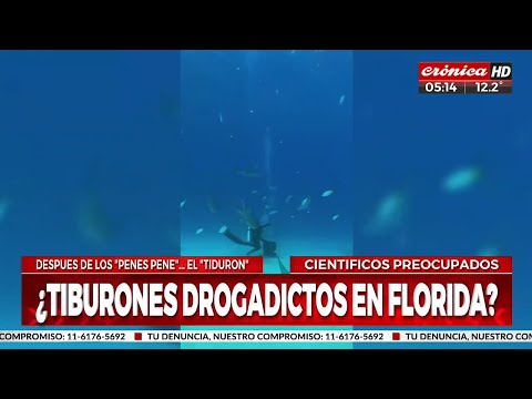 ¿Tiburones drogados?: creen que podrían estar ingiriendo cocaína