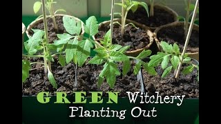 Green Witchery - Planting out