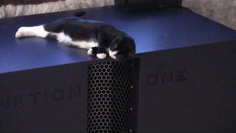 meowingtons likes the bass. hates my socks.