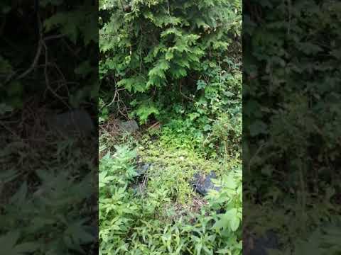車の中でカラオケ無しにアカペラで歌ってみた　ここにしか咲かない花
