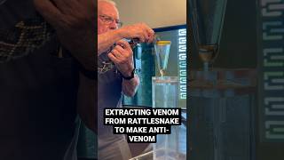 RATTLESNAKE - EXTRACTING VENOM TO MAKE ANTI-VENOM (NEVER ATTEMPT THIS)