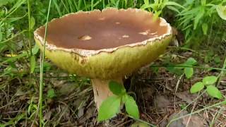 Tales from the forest. Mushrooms: cut or tear? Berries: strawberry sacrifice for mosquitoes.