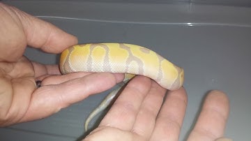 Smoking hot 2017 banana enchi (possible yb) ball python! Snakeherder Constrictors