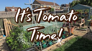This years tomatoes are in!