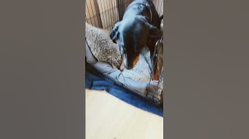 good dogs! #doberman #rottweiler #shibc shibaclassic.io #uniswap #biconomy #dextools #crypto #of