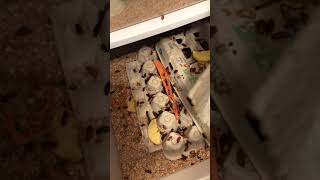 How I separate darkling beetles from the pupae.