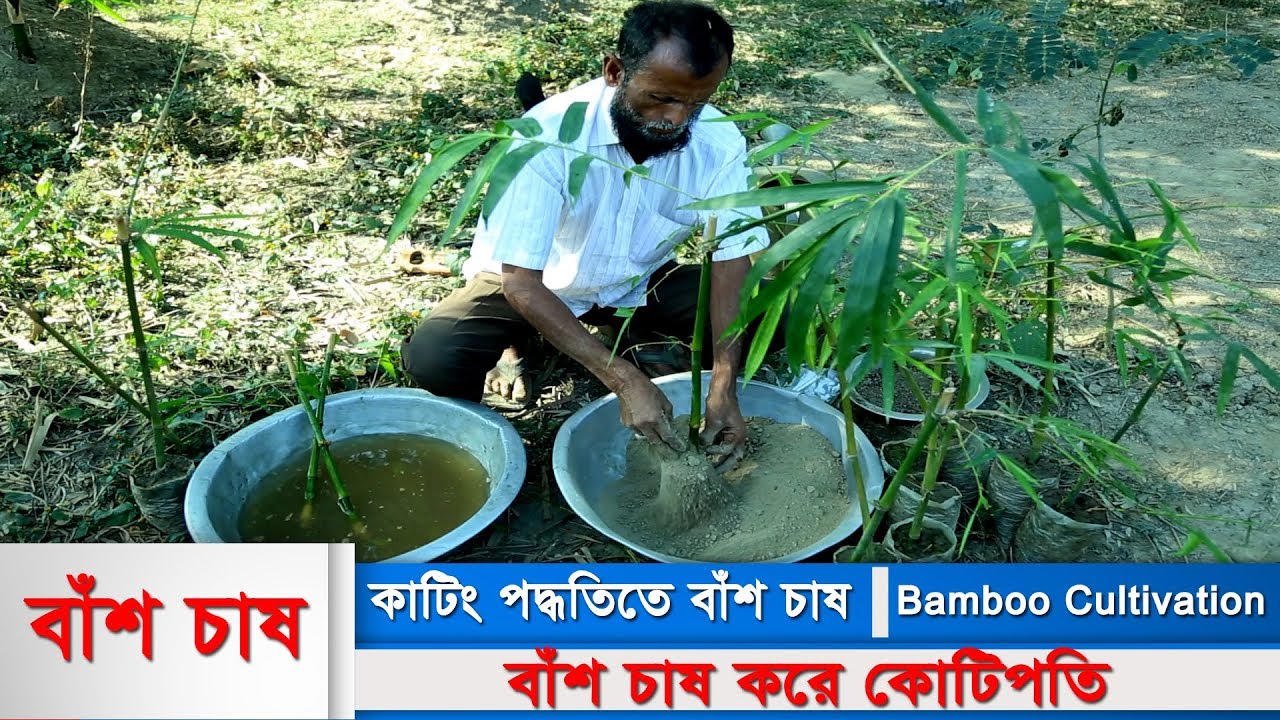 বাঁশ চাষ । Bamboo Cultivation। কাটিং পদ্ধতিতে বাঁশ চাষ । বাঁশ চাষ করে কোটিপতি ।  বাঁশ চাষ পদ্ধতি