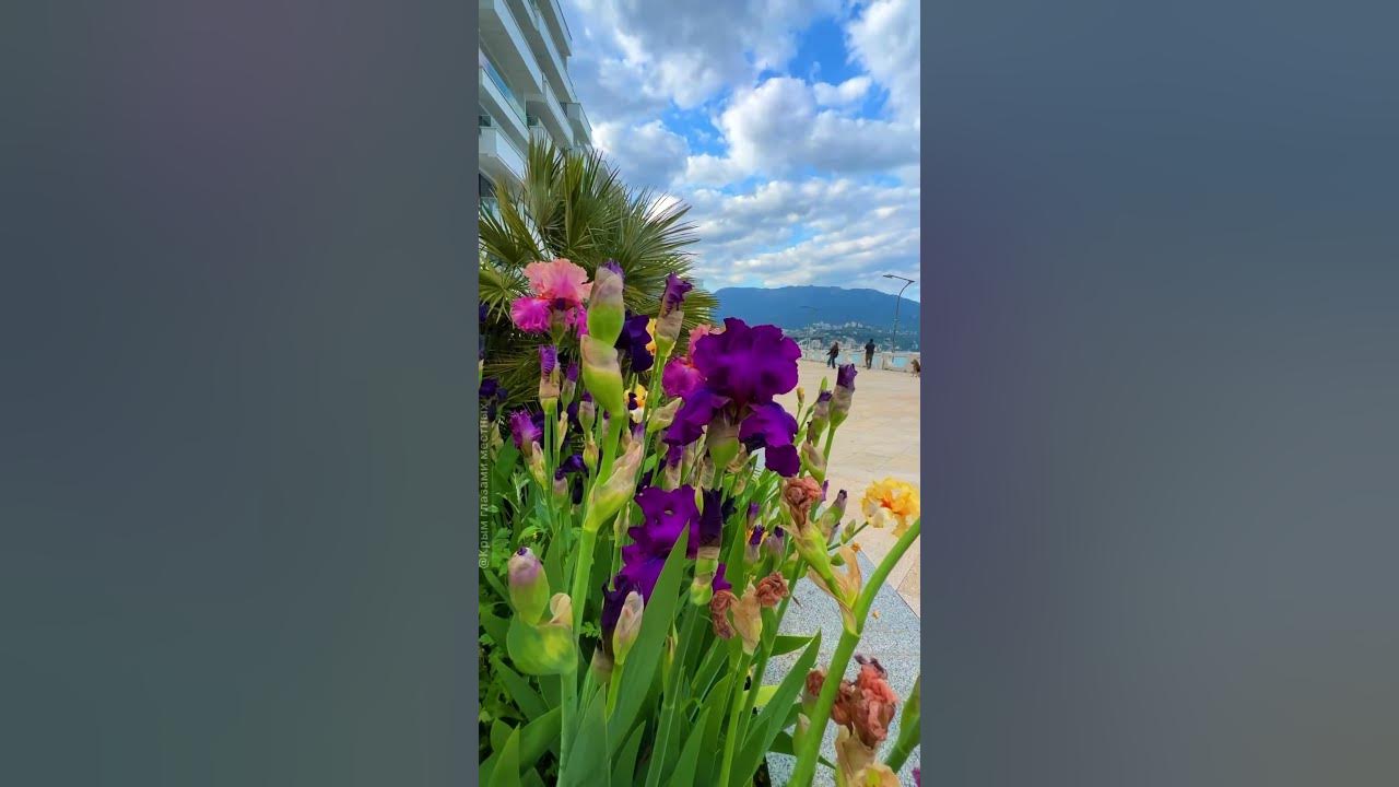 Ялта глазами местных