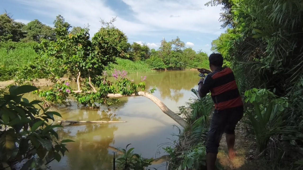 MANCING IKAN SUNGAI DI DUA SUNGAI MANCING IKAN LAMPAM SUNGAI