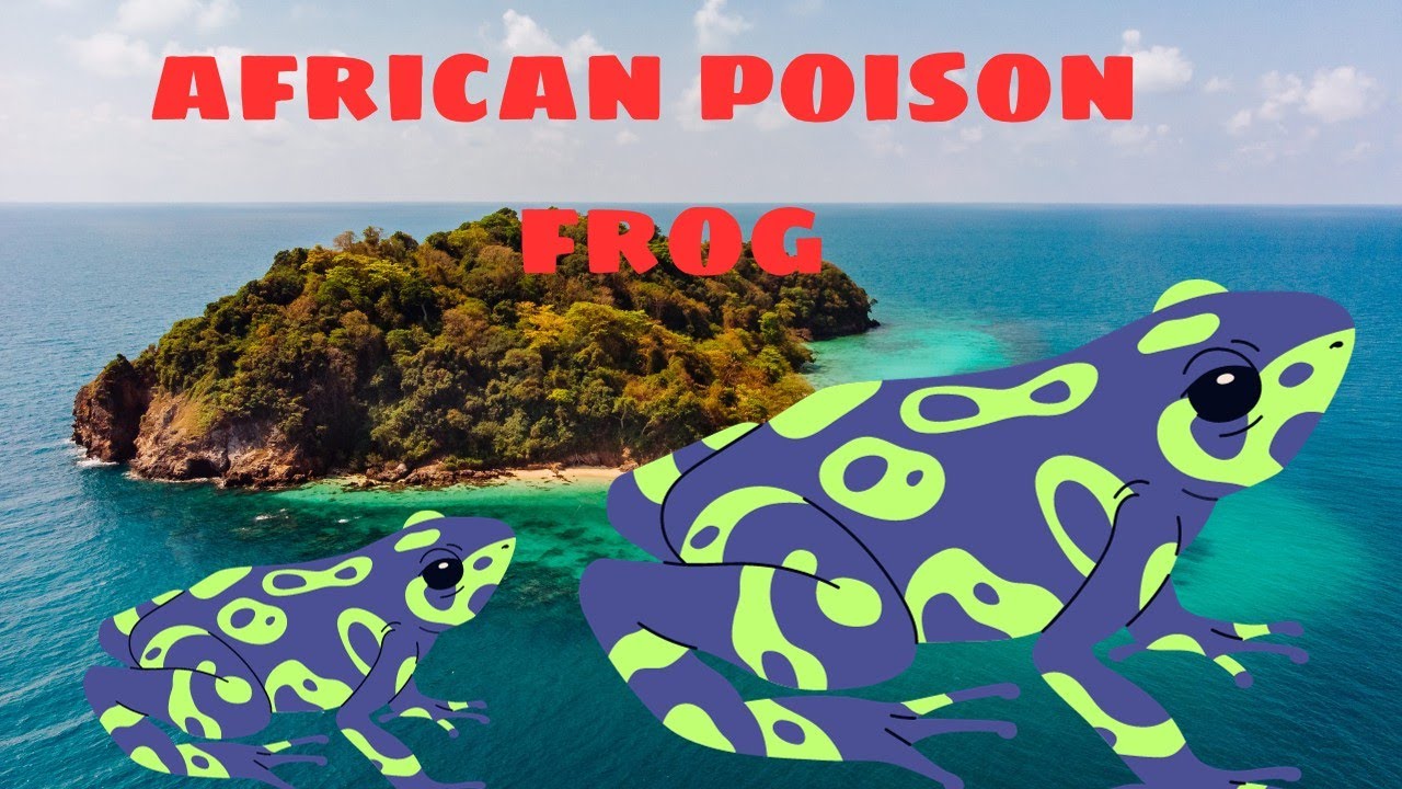 Africa's unique frogs: Hidden helpers in obstetrics research