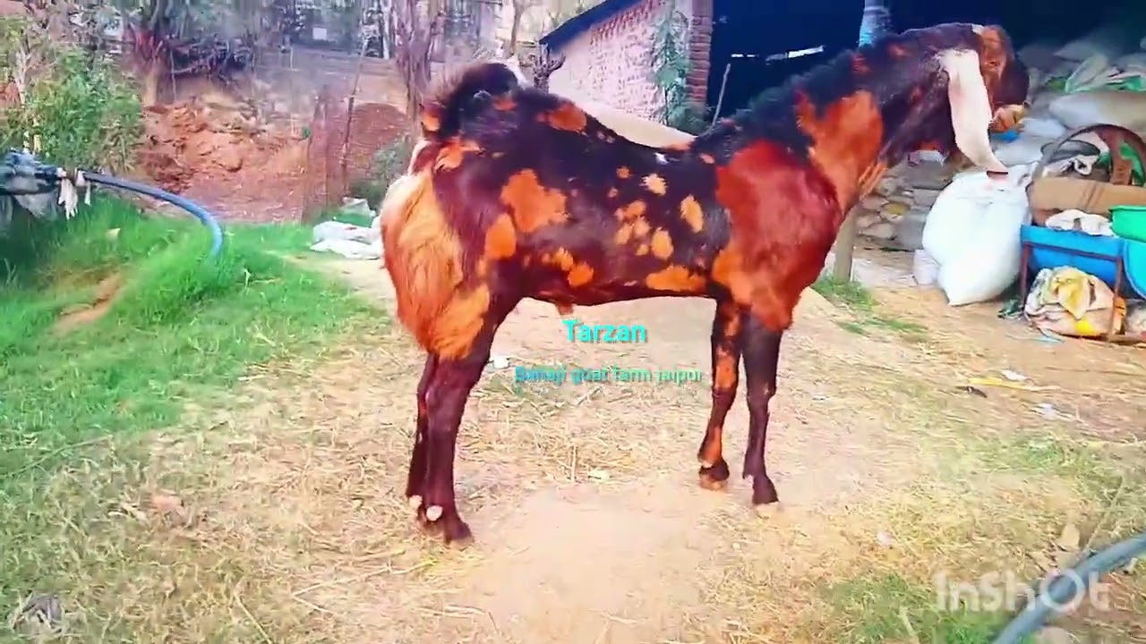 #biggest sirohigoats