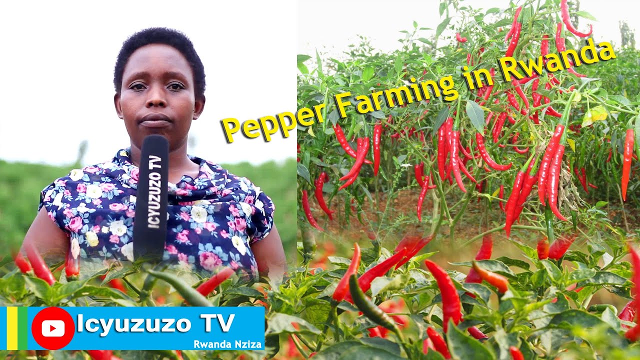 Huye/Mukura| Ubuhinzi bw'urusenda buri kuri hectare 1.5 abwitezeho umusaruro ufatika ku mafaranga