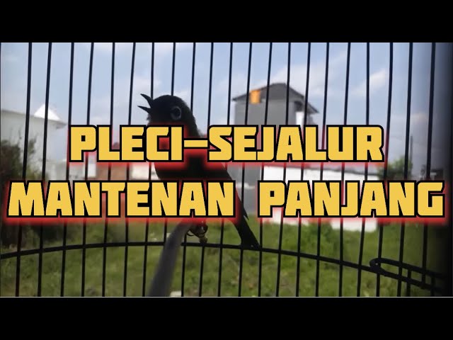 Masteran Pleci Sejalur Nembak Mantenan Panjang class=