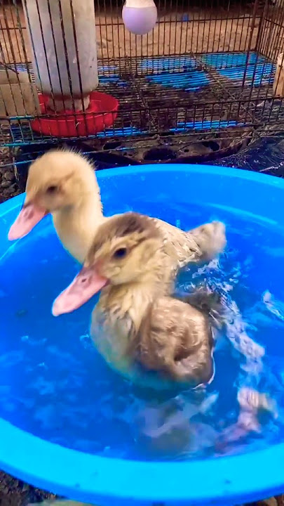 When a Duck Becomes Too Happy 😂🦆 #duck #ducklingspro #cute #funny #birds #duckcartoon