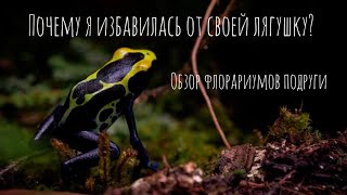 Почему я избавилась от своей лягушки!?/Обзор флорариумов/влог.