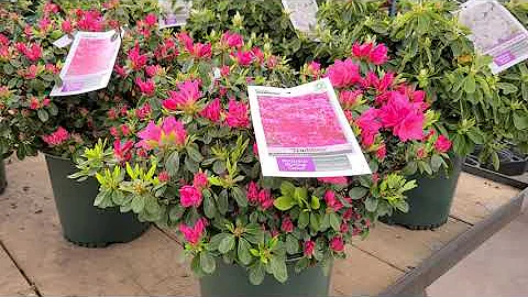 Azalea 'Tradition' //GORGEOUS, SHOWY, rosy-pink Fl...