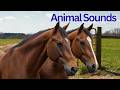 Animal Sounds for Toddlers | Animal Names and Sounds for Kids | Fun learning Video #animalsounds
